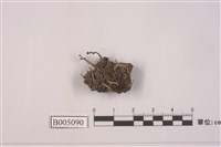 藏品(擬小紅石蕊)的圖片